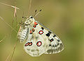 Mariposa apolo