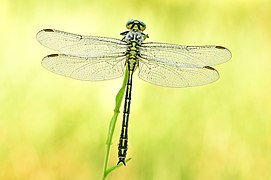 Gomphus flavipes (Gomphidae)