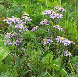 Aster amellus