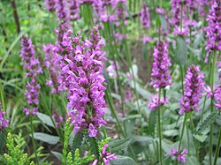 Rohtopähkämö Betonica officinalis