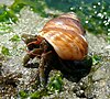 A hermit crab in a brown snail shell, on a seaweed-covered rock