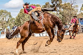 Monte du bronco (avec une selle) en Australie