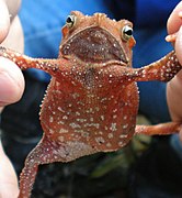 Rhinella hoogmoedi