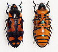 Castiarina octospilota