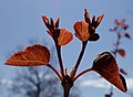 Leaves