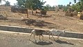 Animals left with little or no grass to eat during the dry weather