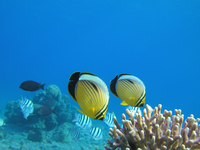 Pareja alimentándose en una colonia coralina.