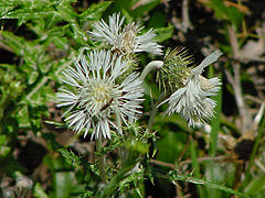 Chardon laiteux blanc Galactites elegans