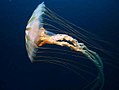 Chrysaora sp. (Metazoa, Cnidaria, Scyphozoa)