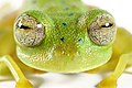 Ejemplar de Nymphargus cochranae, especie de rana oriunda de Ecuador y Colombia. Por Santiago Ron.