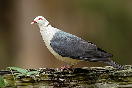 White-headed pigeon, by JJ Harrison