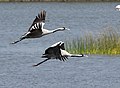 Adults in flight at Khijadiya Bird Sanctuary, Gujarat, India