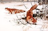 Common foxes in the snow (1893) by Wilhelm Kuhnert.