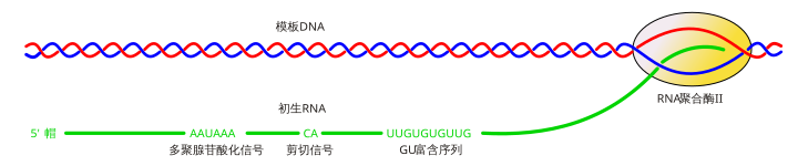 Conserved Polyadenylation Sequence zh