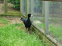 Male at Hamerton Zoo Park, England