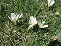 Crocus vernus (dans les pâturages et les prés en avril).