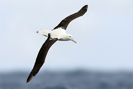 Northern royal albatross, by JJ Harrison