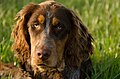 Gibbs des Chaumes de Thiérache, young picardy spaniel 6 months old