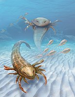 Pentecopterus is a Eurypterid that patrolled the early Ordovician waters of what is now Decorah
