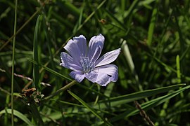 Chicory of Petersburg