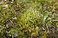 Gametophytes of Funaria hygrometrica with the sporophyte generation emerging from the tips of the plants.