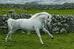 Gentle Dancer, étalon Connemara, en Irlande.