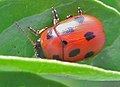 Gonioctena fornicata