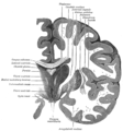 Section coronale du cerveau à travers la masse intermédiaire du 3e ventricule[2].