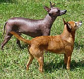 Xoloitzcuintle