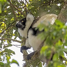 Hill's ruffed lemur male Varecia variegata editorum