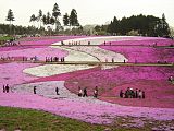 羊山公園の芝桜