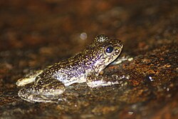 Hong Kong cascade frog (Amolops hongkongensis) at a waterfall in Hong Kong