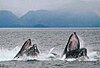 Two whales lunge feeding
