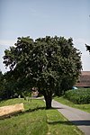 Hirschbirnbaum (Pyrus communis var.)