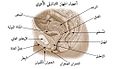 تصغير للنسخة بتاريخ 18:51، 16 ديسمبر 2015