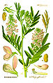 Galega officinalis - from Thomé, Flora von Deutschland, Österreich und der Schweiz 1885