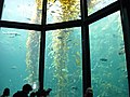 10 meter-long giant kelp forest exhibit.
