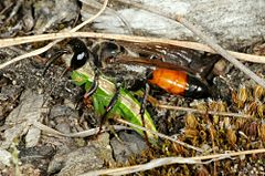 Sphex funerarius with Metrioptera bicolor as prey