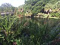 View of the lagoon fed by the spring, Wall Springs Park.