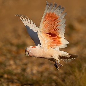 Pink cockatoo, in flight, by JJ Harrison