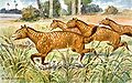 Image 22Restoration of Mesohippus (from Evolution of the horse)