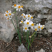 Narcissus tazetta נרקיס מצוי