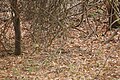 Natural ground cover with Tan Oak and Bay leaves with poison oak