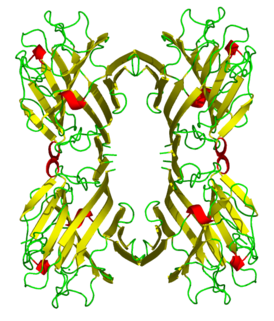 Кристаллическая структура лектинового домена L-фитогемагглютинина (PDB 1fat<[1])