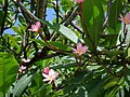 Pink Plumeria – Guadeloupe