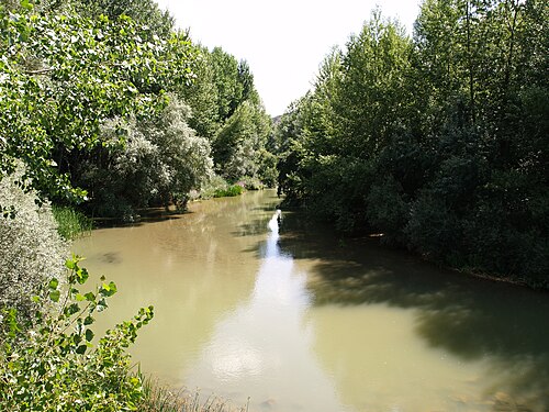 Riparian vegetation along the Pisuerga River