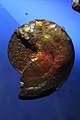 Fossile: ammonite (Ammonoidea) 80 M. années. Nacre opalescente[23]