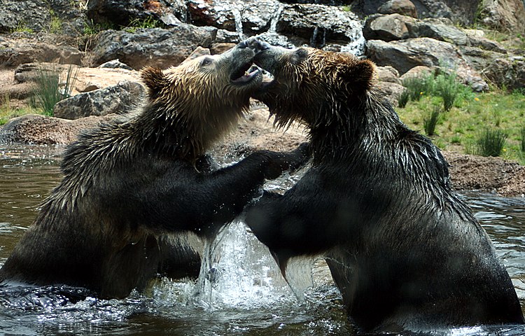 Два гризли (Ursus arctos horribilis) в зоопарке Сан-Франциско