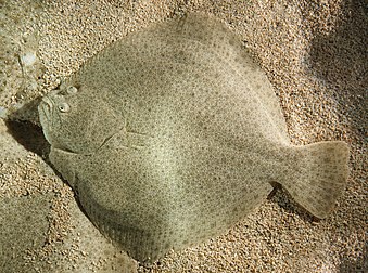 Un turbot à l’aquarium du parc Pairi Daiza, en Belgique. (définition réelle 3 539 × 2 627)