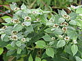 Pycnanthemum muticum